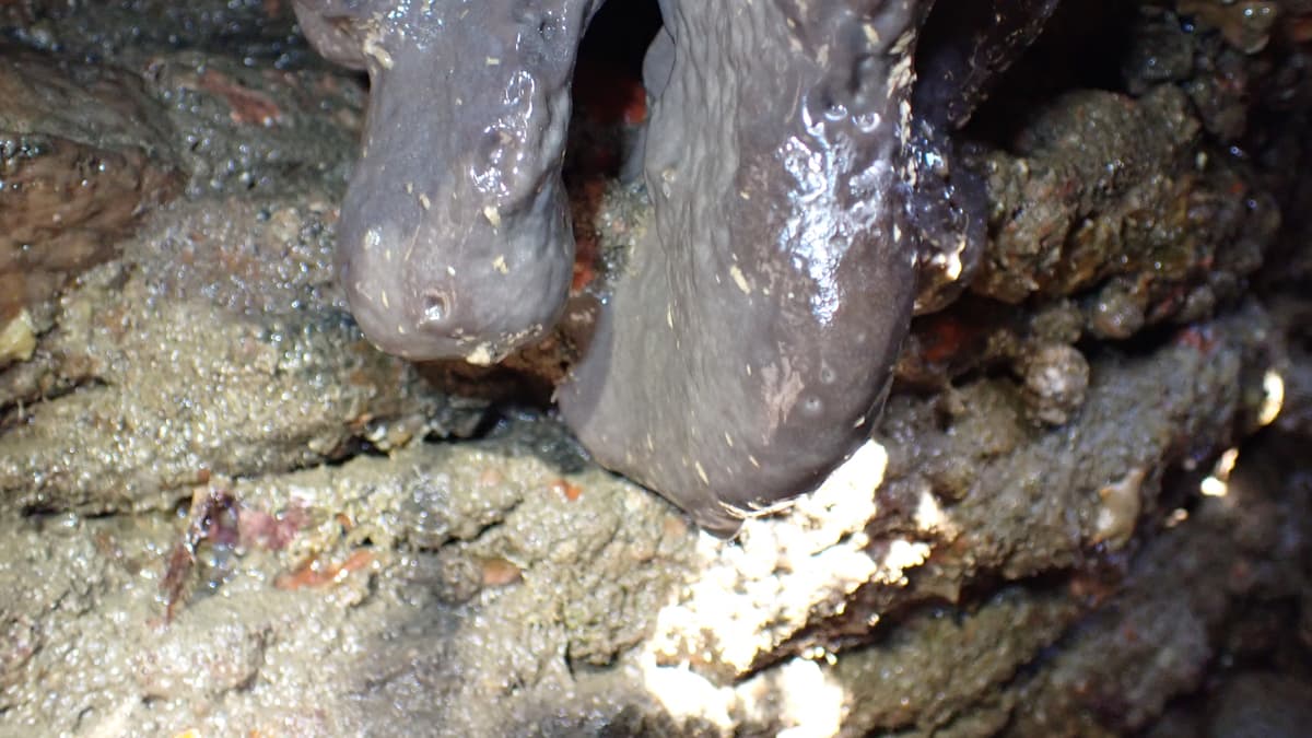 Nature Diary by Nigel Mortimer | October 10