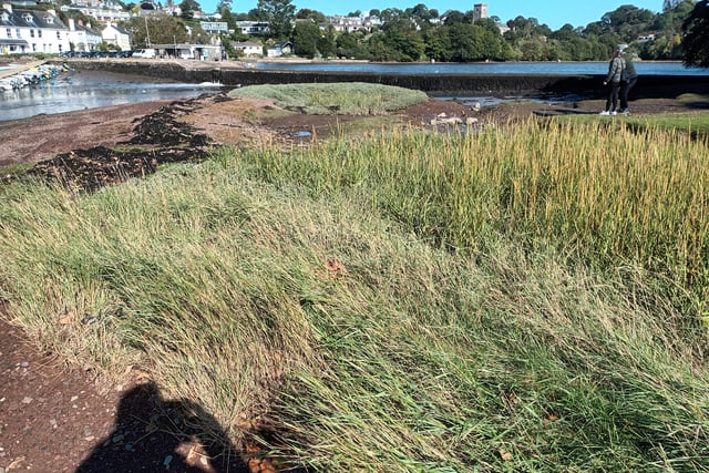 Restoration to be carried out on Stoke Gabriel salt marsh