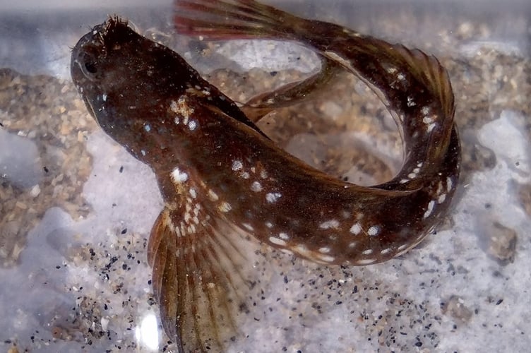 Near the estuary mouth - a Montagu's Blenny