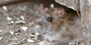 Plymouth ranks seventh for rat-related searches in the UK