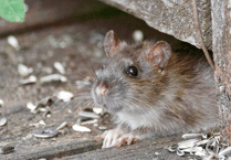 Plymouth's rat search surge: new study reveals