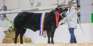 The finest of primestock is heading to AGRIFEST