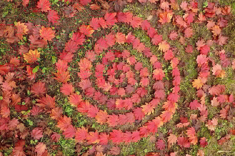 Nature Diary 06.11.2024 Art in Nature - Alice Henderson