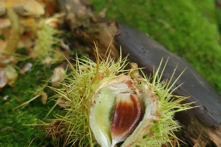 Nature Diary 06.11.2024 Foraging for Sweet Chestnuts - Alice Henderson