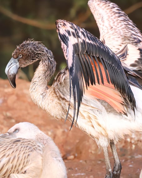 The four-month-old chick was starting to fledge when it escaped days ago