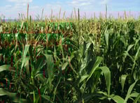 Caroline Snow Column | Achieving food security