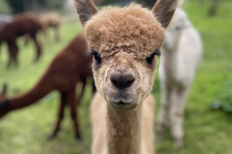 Lakemoor Alpaca