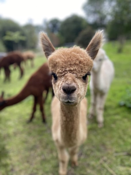 Lakemoor Alpaca