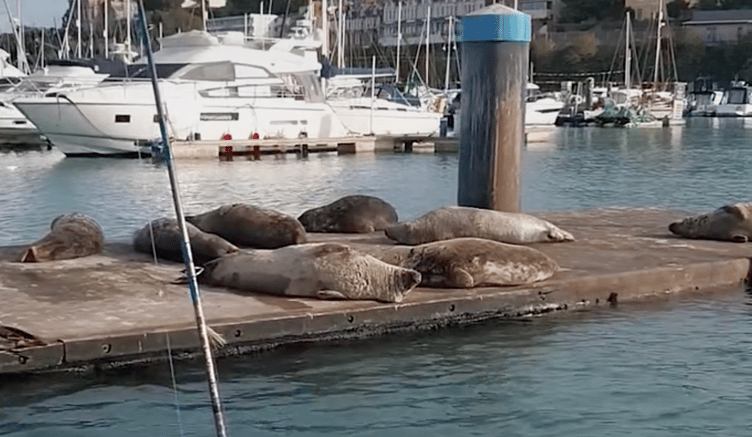 Seals recently spotted resting on a jetty