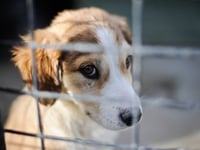 Number of pets abandoned in Devon rose by a quarter