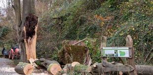 Zoo’s ancient tree badly damaged in gales 