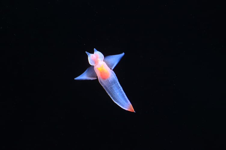 Naked Sea Butterfly or Sea Angel ( Common Clione) in Hokkaido,Japan