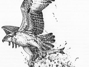 Nature Diary by Gordon Waterhouse | Sketching the soul of the estuary