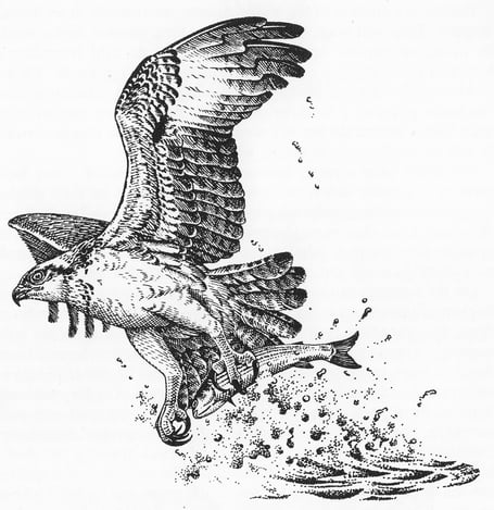 Illustration3Osprey - Mick Loates