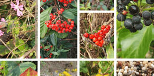 Nature Diary by Alice Henderson | Shore lines part one