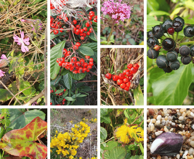 Nature Diary by Alice Henderson | Shore lines part one