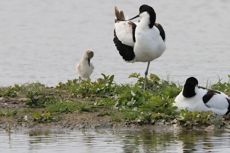 bird Image by Aidan Semmens from Pixabay