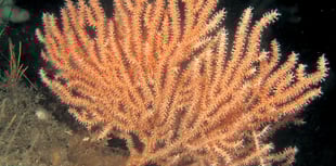Caroline Snow | Lime Bay Reefs