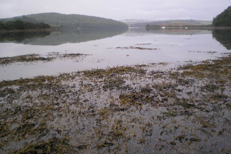 Salcombe-Kingsbridge Estuary - Nigel Mortimer