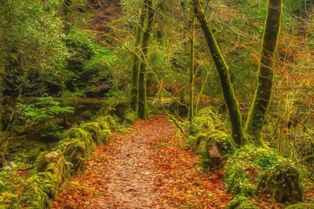 Council and the Woodland trust team up to restore wood