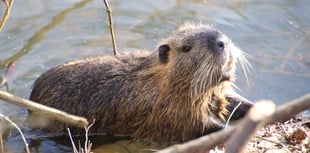 Caroline Snow | Beavers in legal limbo