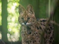 Churchill the serval finds new home at Dartmoor Zoo