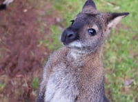 Wallabies find new home in Devon zoo