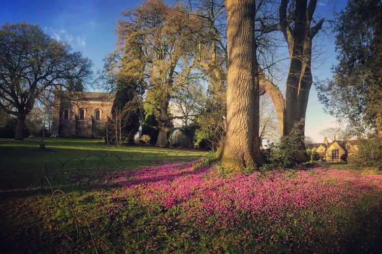 A drift of pink cyclamen near the chapel at Killerton, Devon.