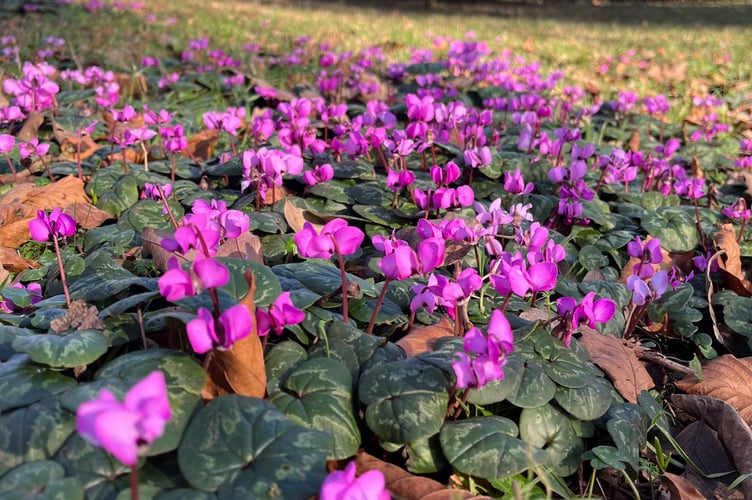 Cyclamen are among the earliest signs of spring. Picture: Darcy Willett/National Trust Images.