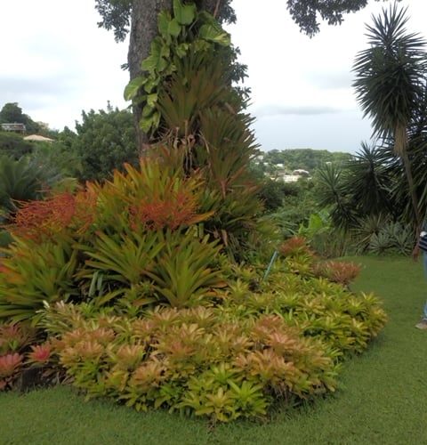 Our indoor plants are outdoor plants in Grenada by Mike Hitch 