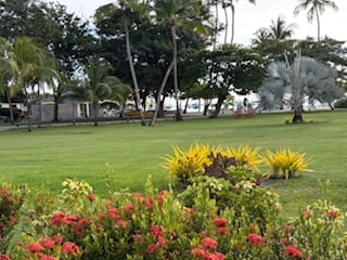 Bismark Palm back right, red Coral Bushes in the foreground - by Mike Hitch