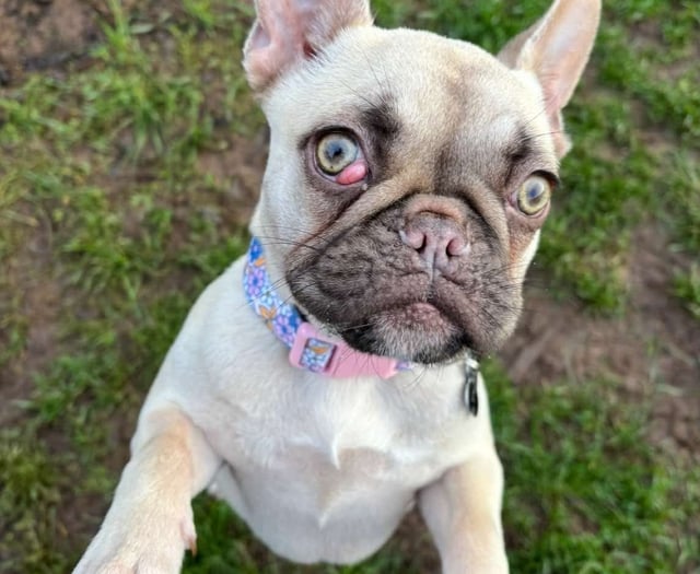 Puppy fights for life after being left in the freezing cold