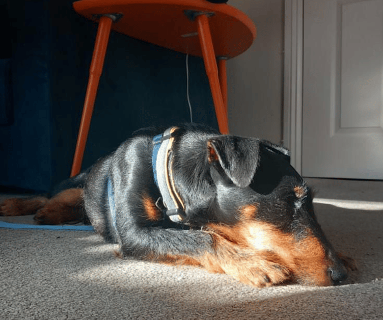 Cotswolds Dogs & Cats Home