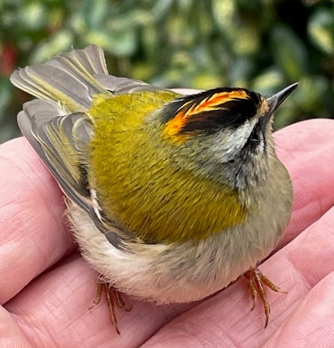 Firecrest rescued in a Slapton garden - Peter Osborne