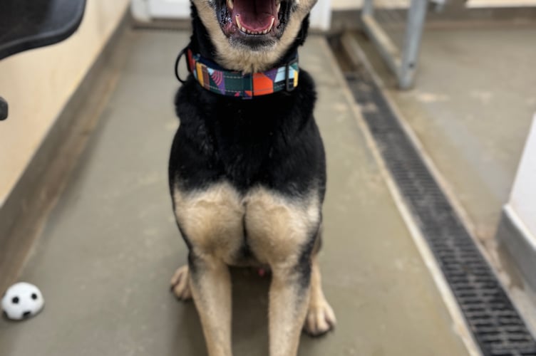 Bandit - Little Valley Animal Shelter 