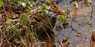 Mike Hitch | Slapton Ley’s changing waters challenge wildlife