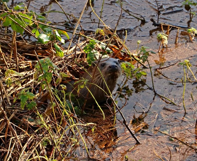 Mike Hitch | Slapton Ley’s changing waters challenge wildlife