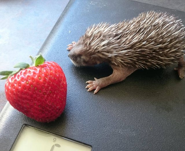 Hedgehog rescue charity launches lifetime giving appeal 