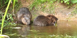 Wild beavers to make comeback