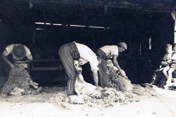 June 1939, sheep shearing - Bickerton Farm, Hallsands