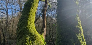 Alice Henderson | An Enchanting Temperate Rainforest: Part One