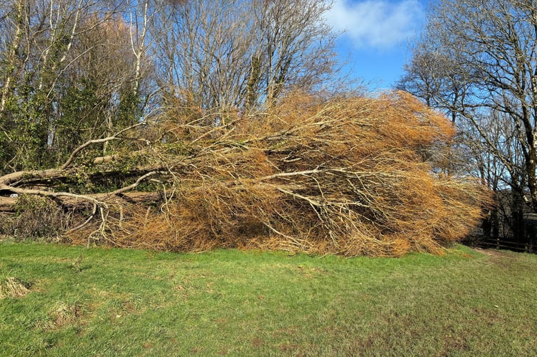 Fallen Tree Totnes Carolyn Norris