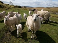 Police raise awareness on livestock worrying