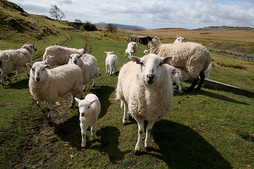 A rise in sheep meat imports has raised concerns for Welsh farmers and domestic food security