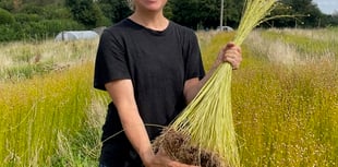 Totnes community revives flax growing
