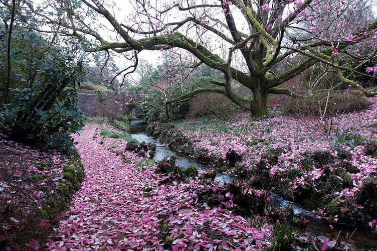 Magnolia petal fall 