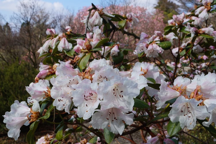 Some early rhodos