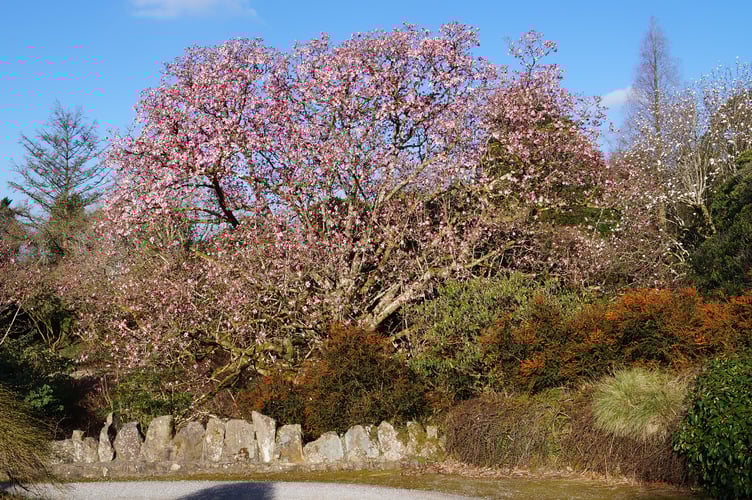 Lukesland's big magnolia