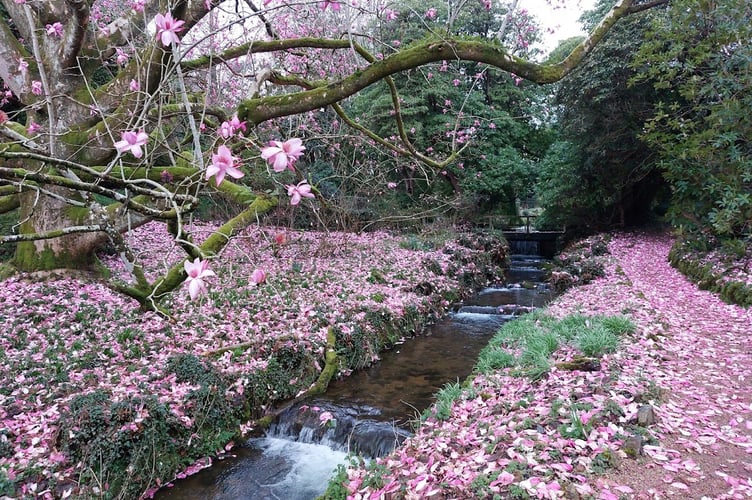 Another view of the Magnolia petal fall 