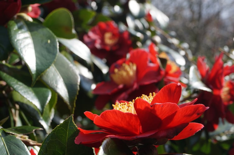 Red camellia
